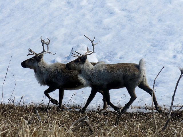 The Commander Islands Reserve to Research Impact of Introduced Reindeer on Bering Island Ecosystem